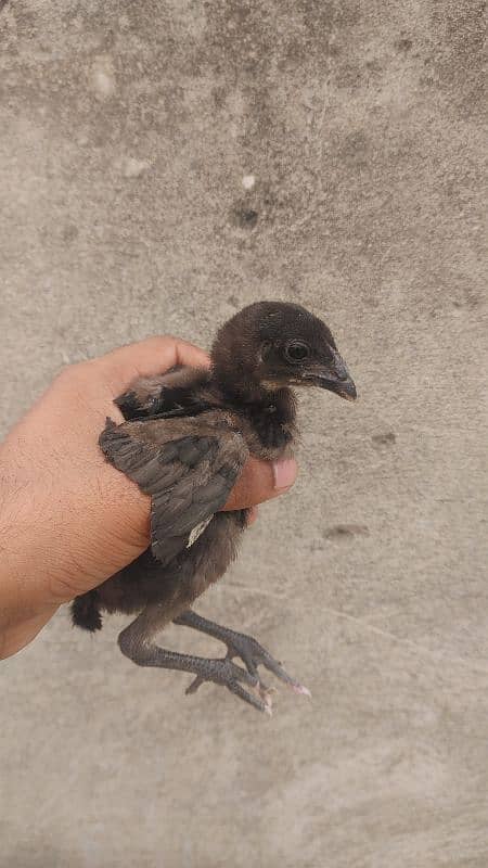 thai pakoya chicks black eyes 2