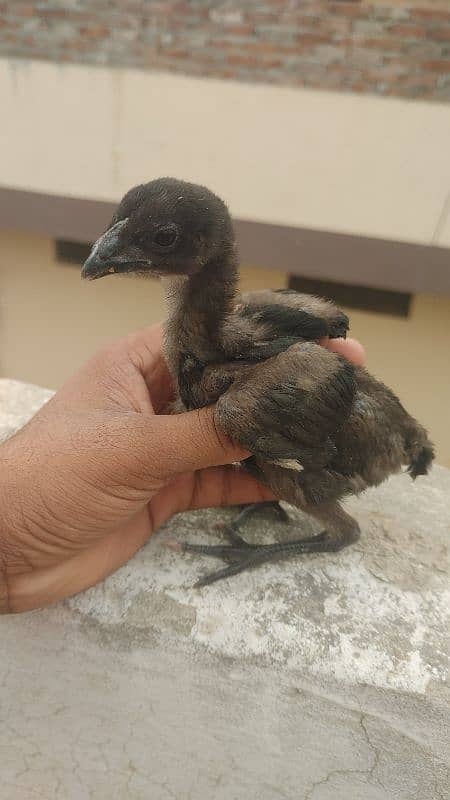 thai pakoya chicks black eyes 3