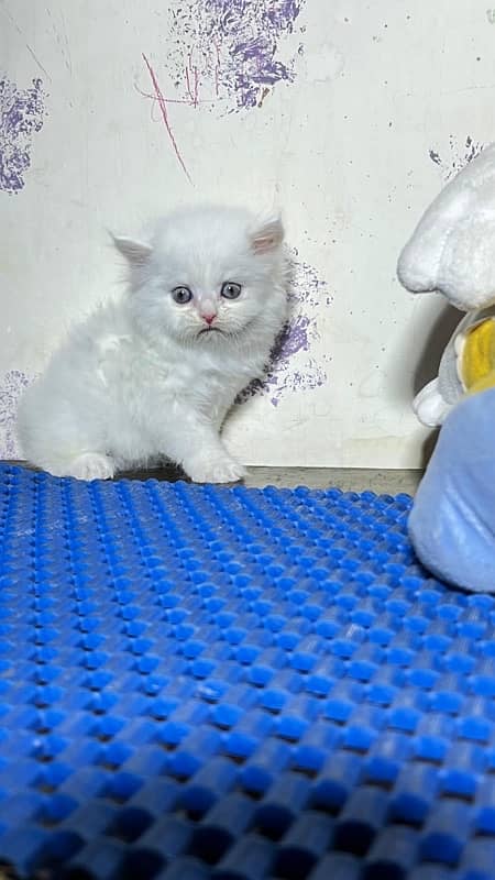 kitten available  03219945453 4