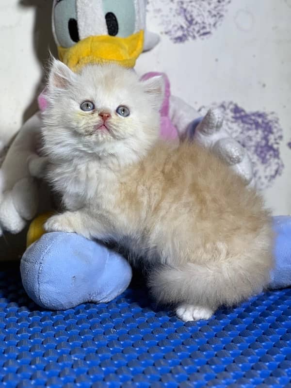 kitten available  03219945453 7