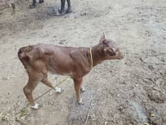 cow for sale