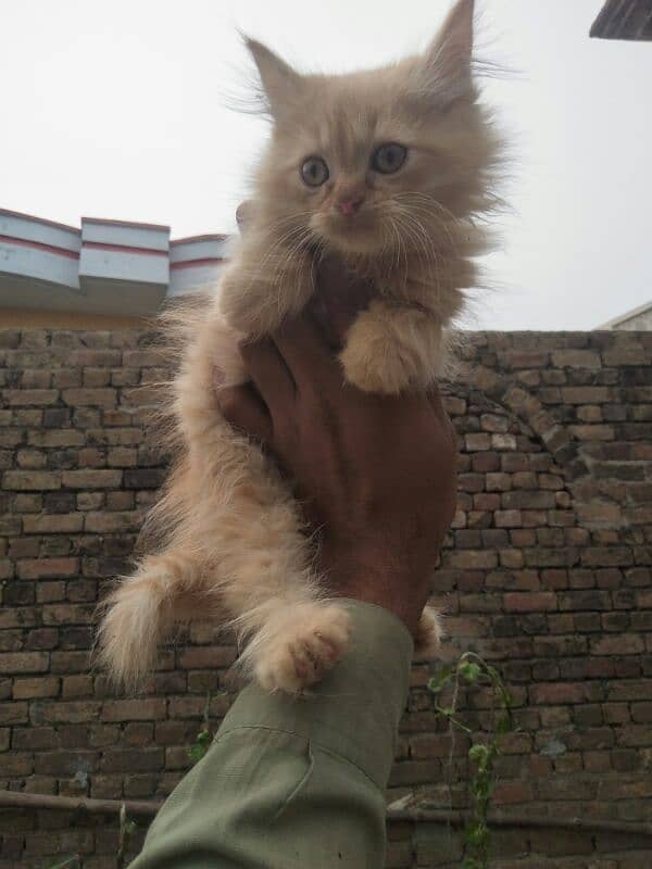 Persian kittens Triple coated 1