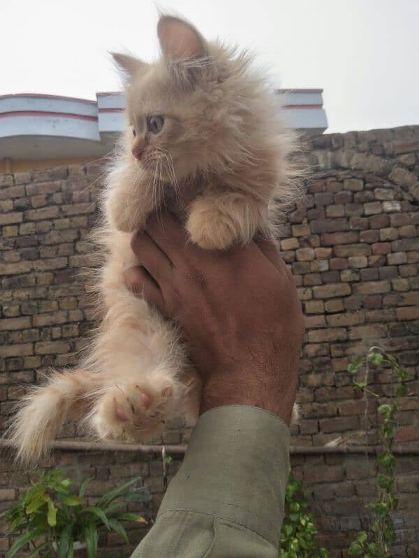 Persian kittens Triple coated 3