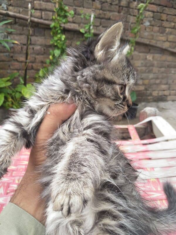 Persian kittens Triple coated 5