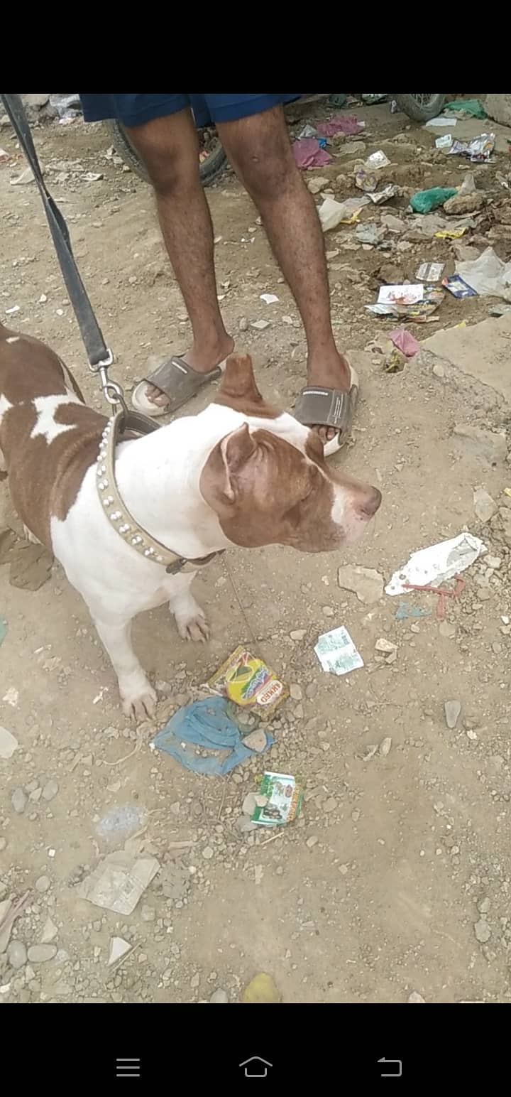 0342 3042745 American bully female for sale breeder female 1