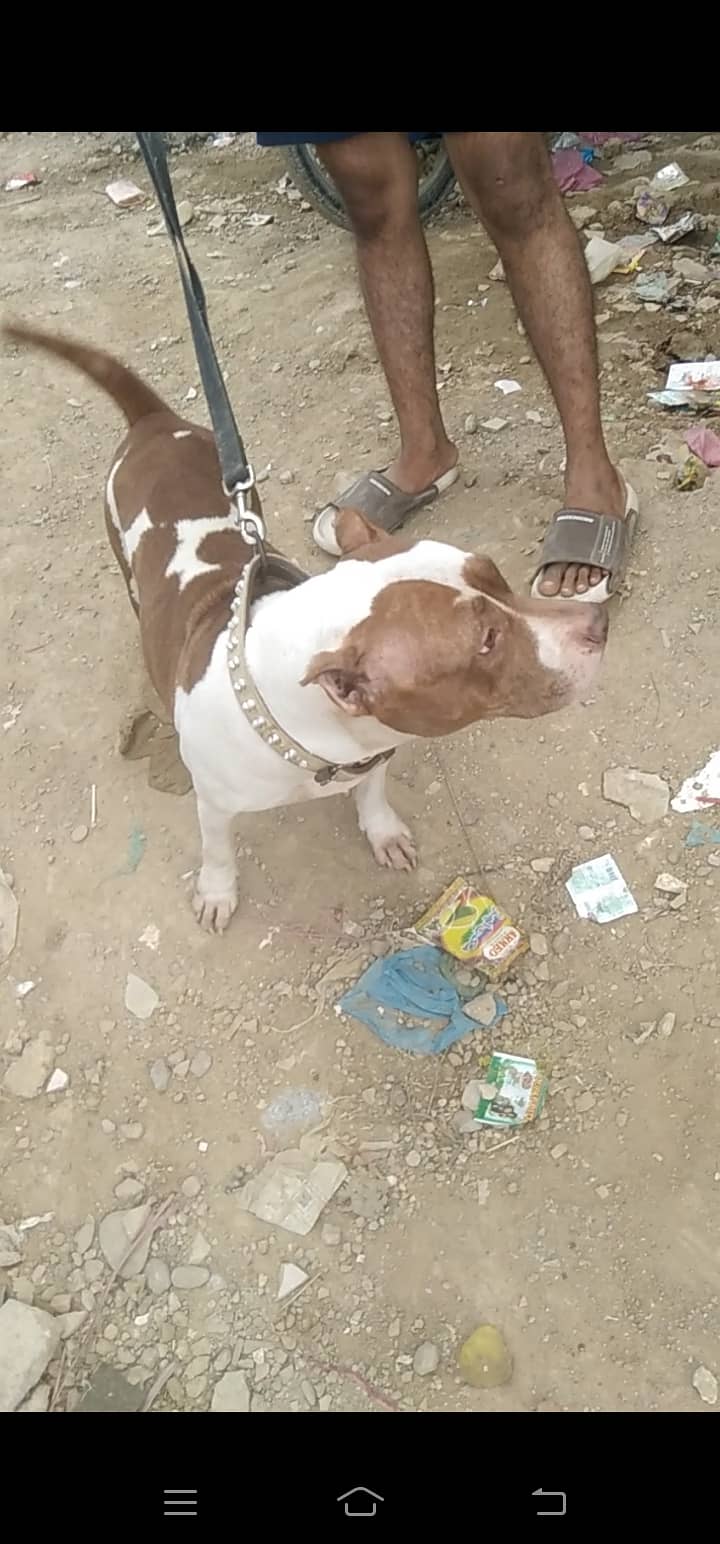 0342 3042745 American bully female for sale breeder female 2