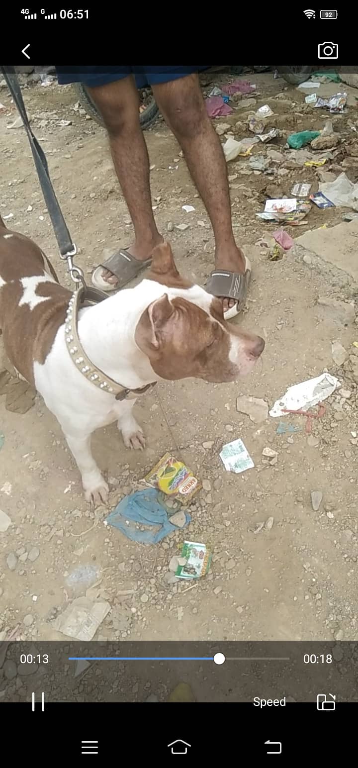 0342 3042745 American bully female for sale breeder female 4