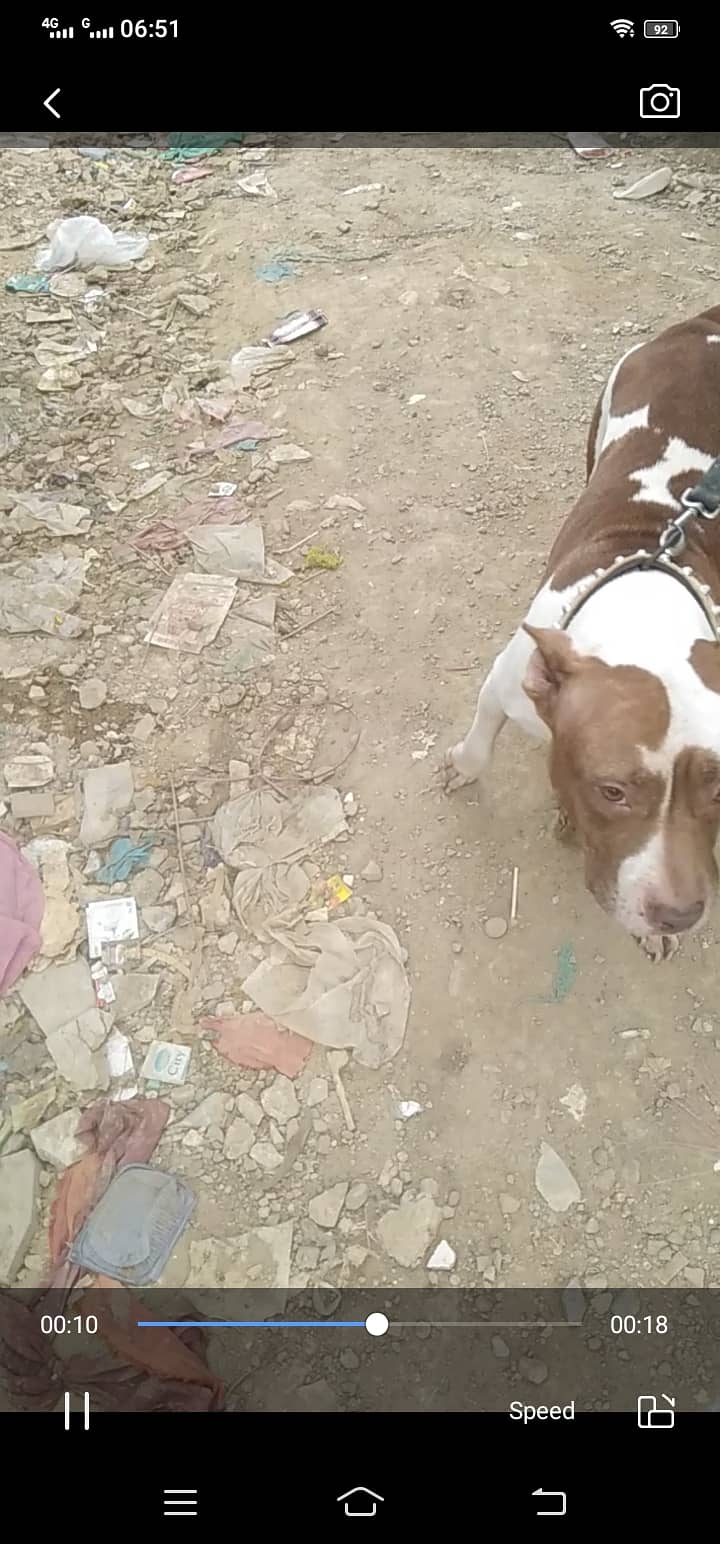 0342 3042745 American bully female for sale breeder female 5