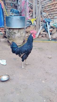 Block Australorp male for sale