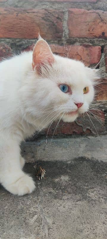 Odd eyes persian cat 3