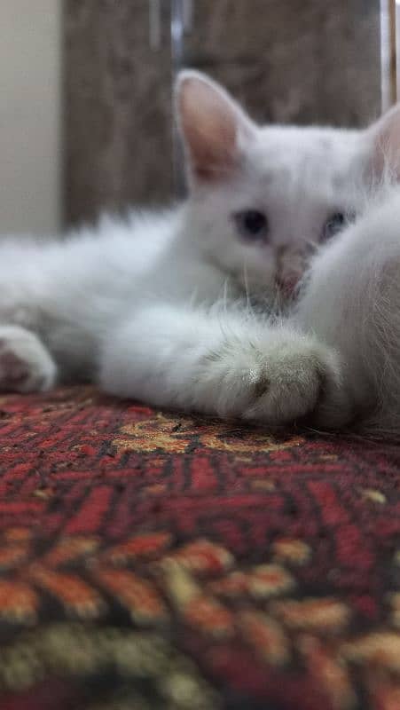 Persian Cats For Sale 3