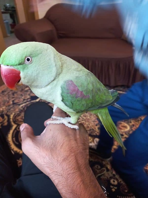 Raw Hand-tamed parrot for sale 0