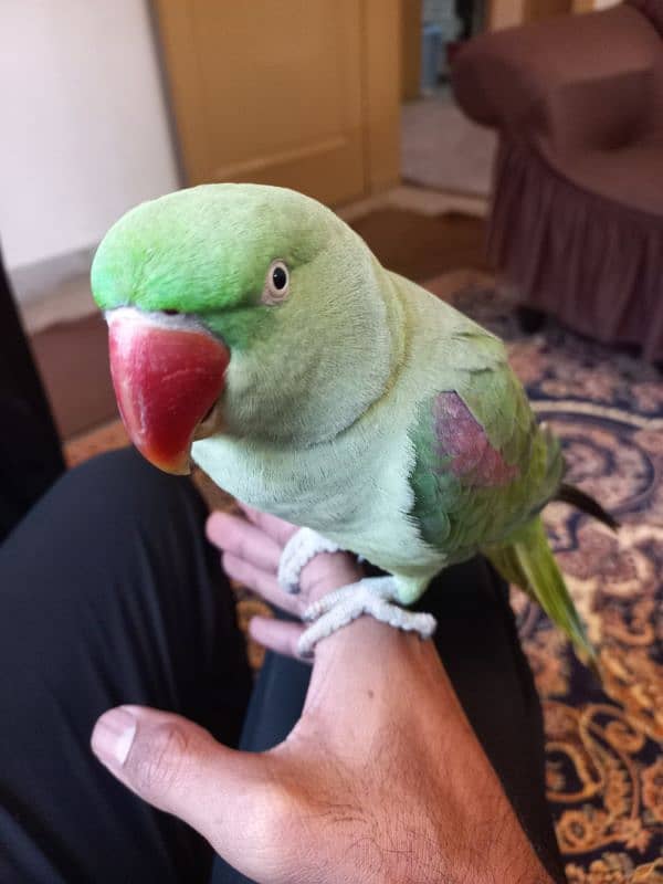 Raw Hand-tamed parrot for sale 1