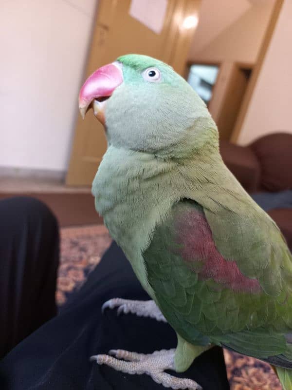 Raw Hand-tamed parrot for sale 2