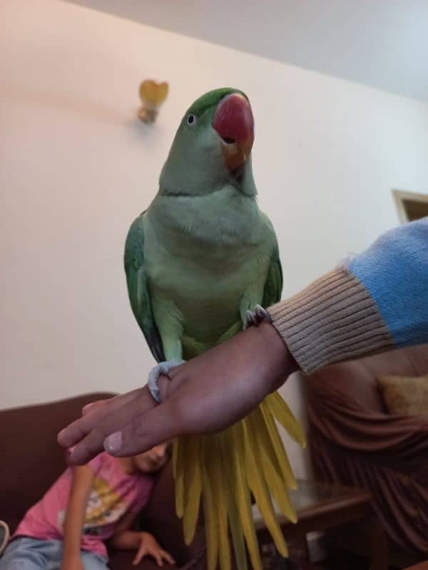 Raw Hand-tamed parrot for sale 3