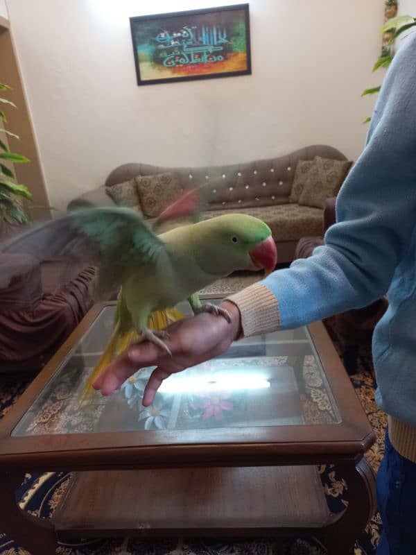 Raw Hand-tamed parrot for sale 4