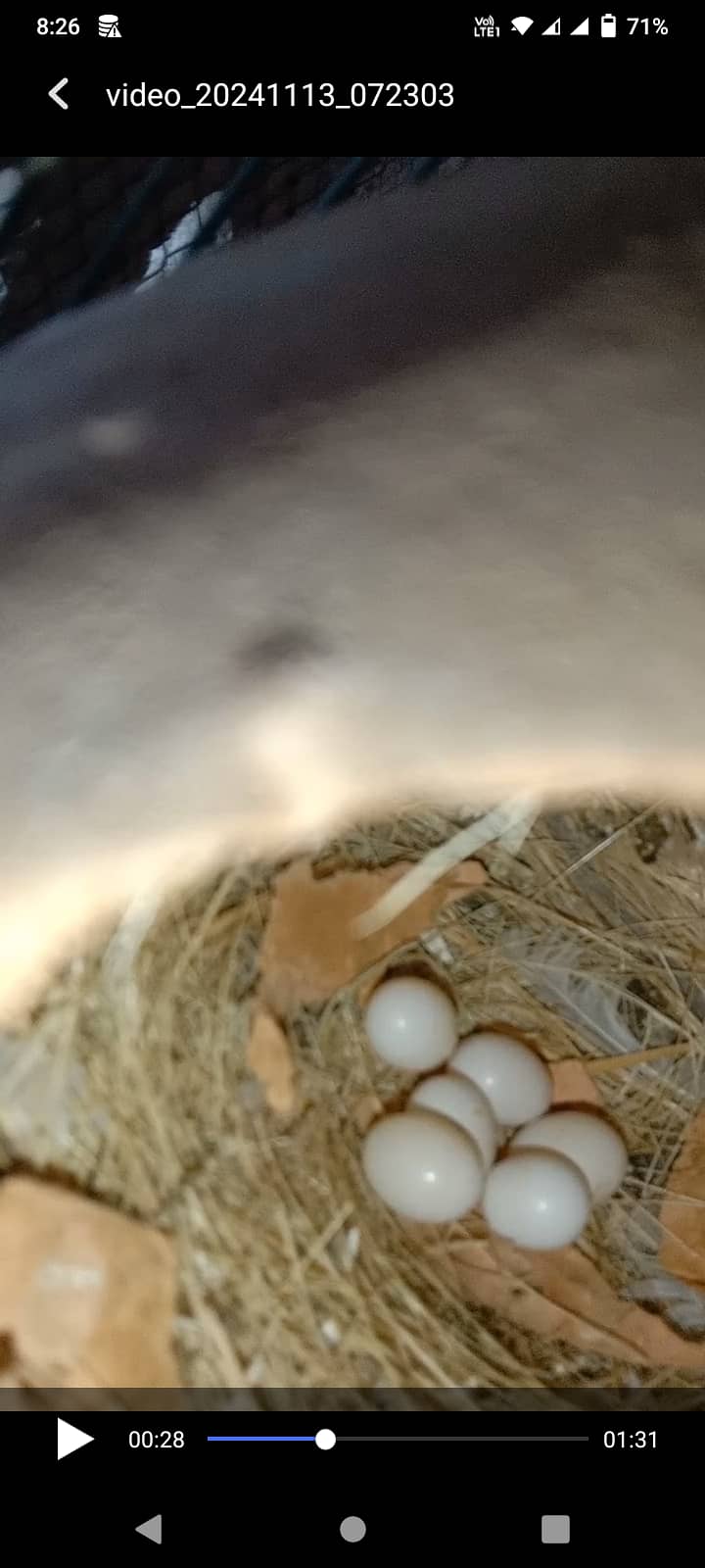 White java Red Eye spilt pair with Eggs 1