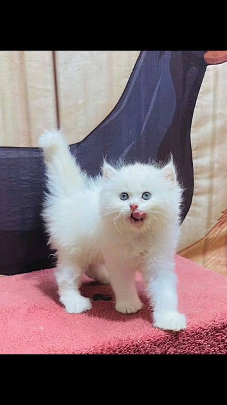 pairsian healthy and active kitten for sale 0