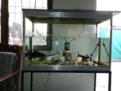 Big size aquarium with fishes for sale in 11k fix