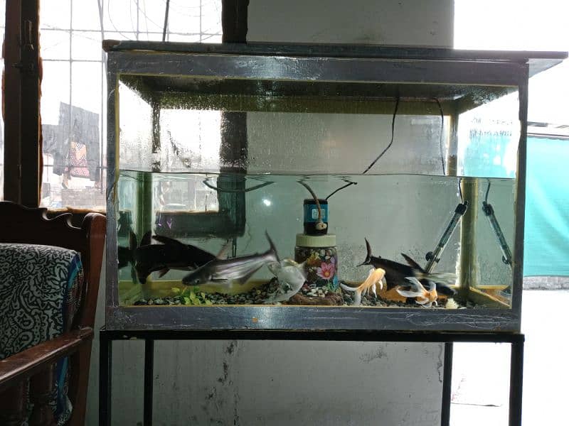 Big size aquarium with fishes for sale in 11k fix 0