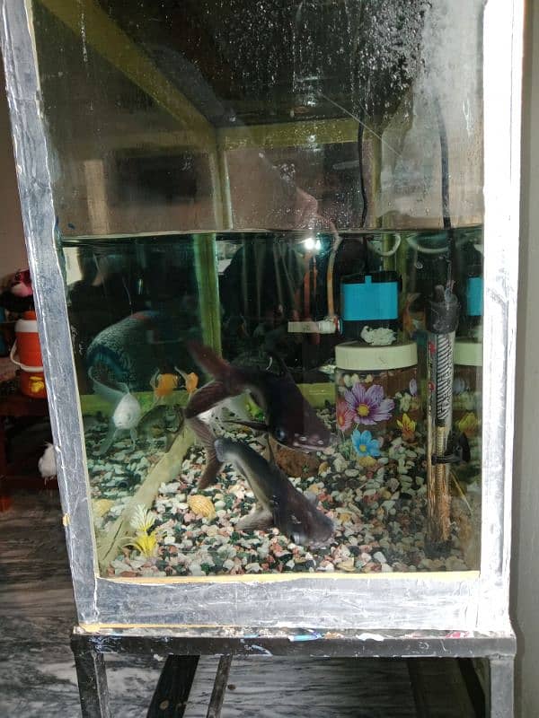 Big size aquarium with fishes for sale in 11k fix 3