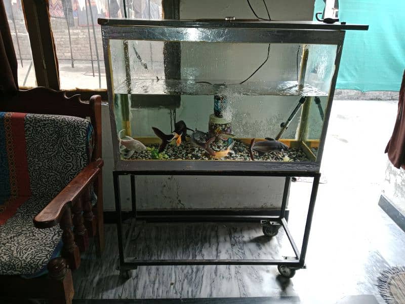 Big size aquarium with fishes for sale in 11k fix 5