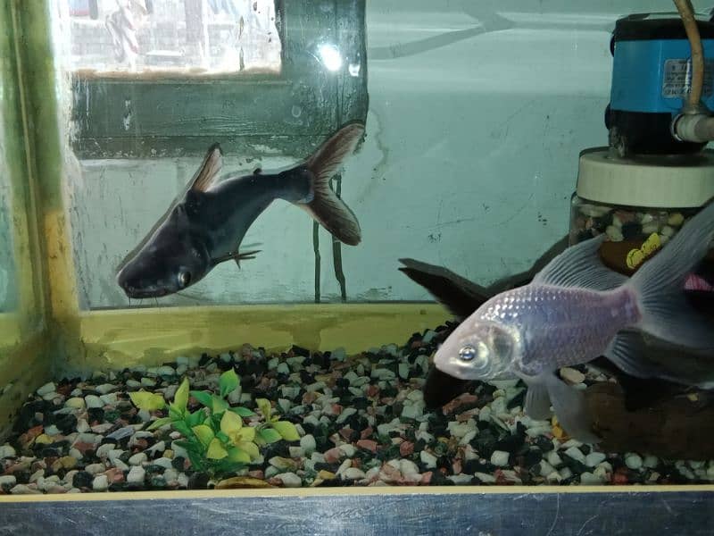 Big size aquarium with fishes for sale in 11k fix 11