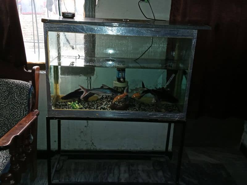 Big size aquarium with fishes for sale in 11k fix 12