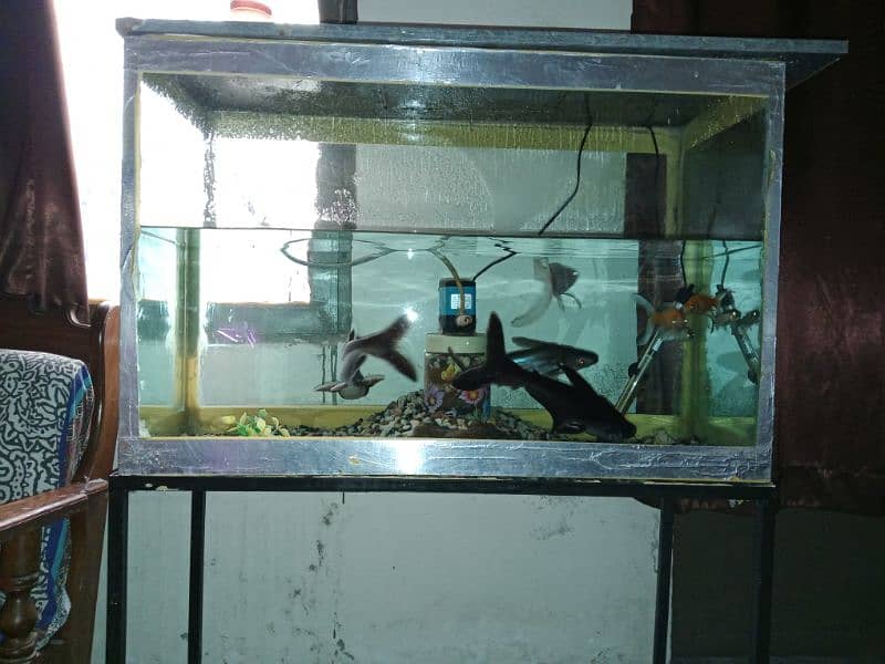 Big size aquarium with fishes for sale in 11k fix 13