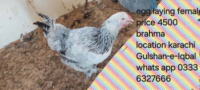 white brahma , dark , salmon brahma   fertile eggs fancy hen fency