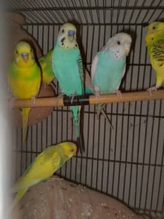 budgie for sale