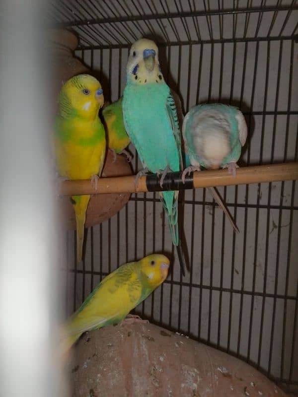 budgie for sale 1