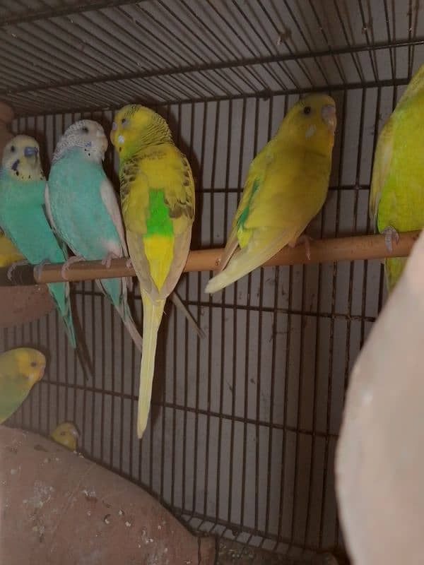 budgie for sale 3