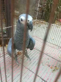 african grey parrot healthy and active kitten for sale