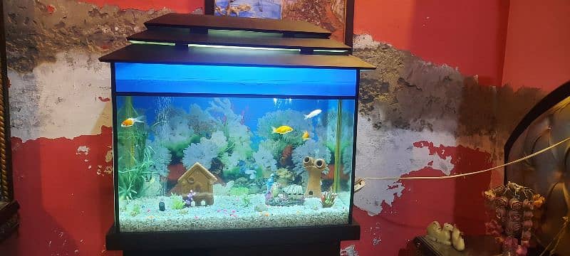 Aquarium with fishs big size 2.50 foot. 5