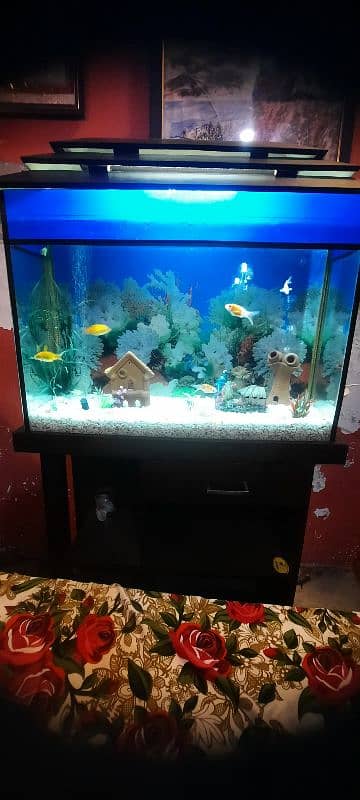 Aquarium with fishs big size 2.50 foot. 6