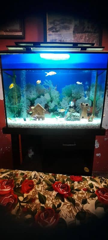 Aquarium with fishs big size 2.50 foot. 7