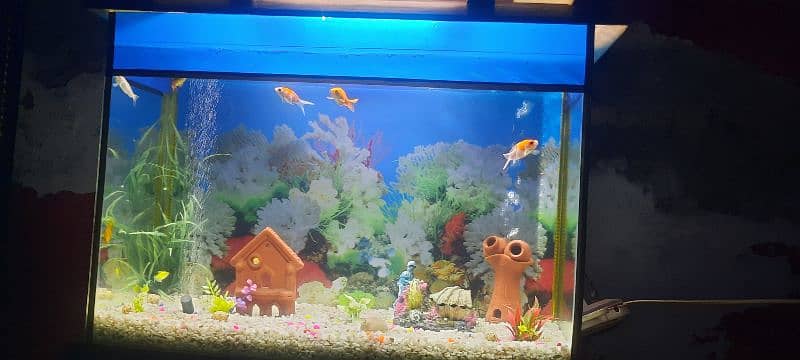 Aquarium with fishs big size 2.50 foot. 8