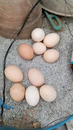 Ghar ke murgin k egg hain