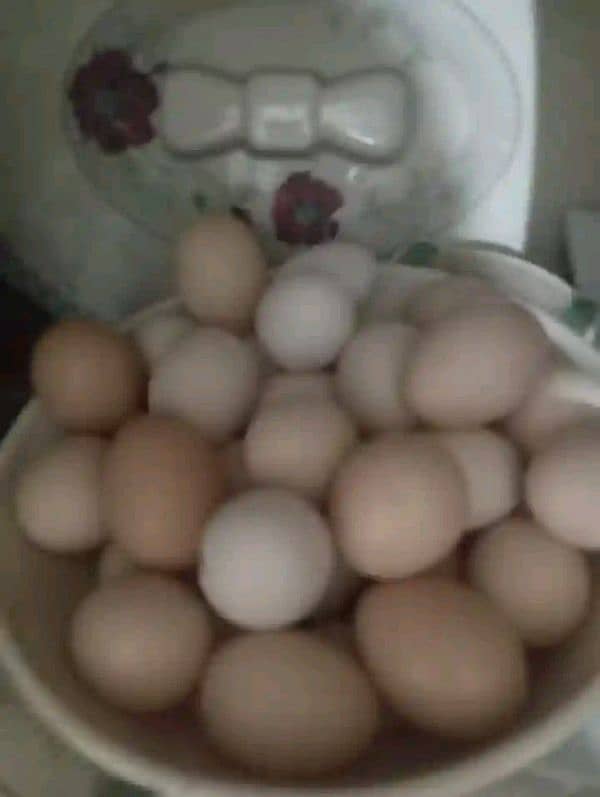 Ghar ke murgin k egg hain 2