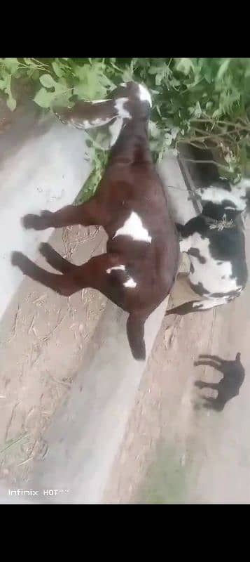 milking goats with their littles 0