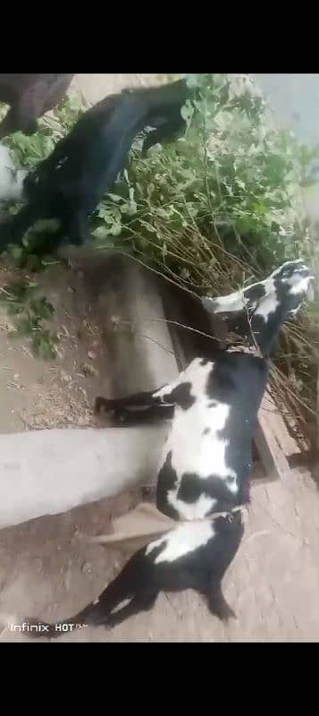 milking goats with their littles 3