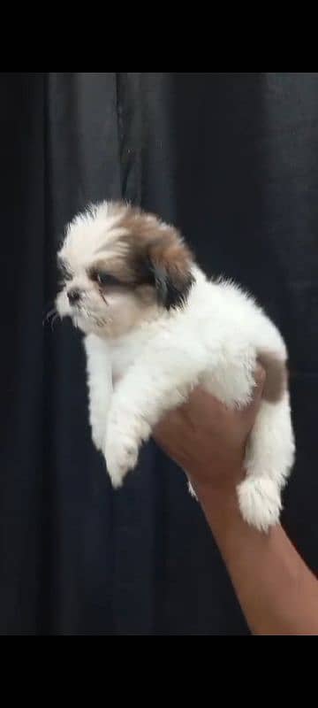 Shihtzu male/ female puppies available for sale 2