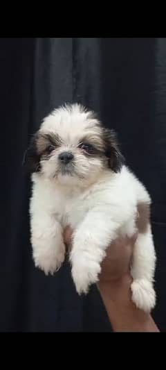 Shihtzu male/ female puppies available for sale