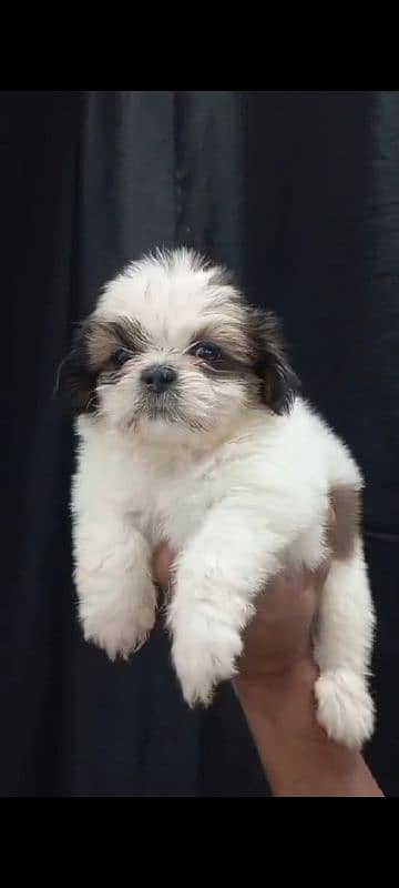 Shihtzu male/ female puppies available for sale 3