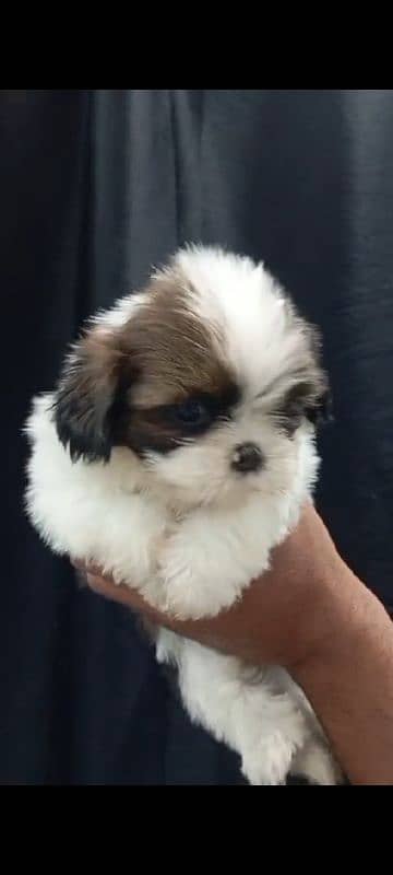 Shihtzu male/ female puppies available for sale 7