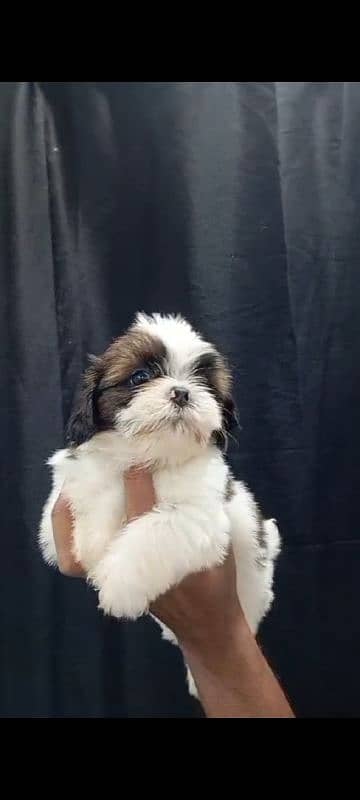 Shihtzu male/ female puppies available for sale 8