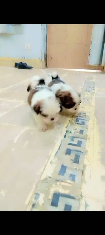 Shihtzu male/ female puppies available for sale 9