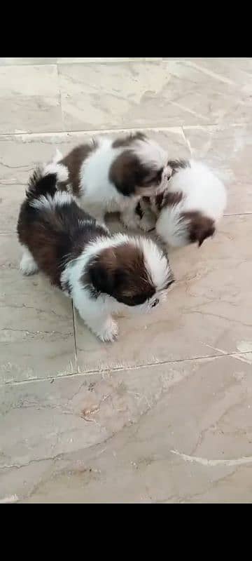 Shihtzu male/ female puppies available for sale 11