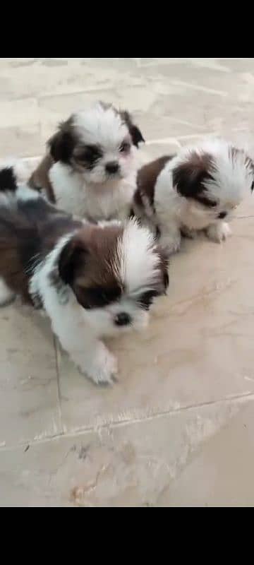 Shihtzu male/ female puppies available for sale 12